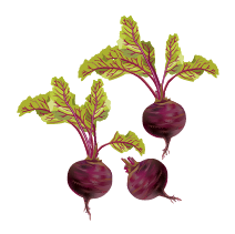 Vegetables in Spanish-Beets