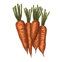 Vegetables in Spanish-Carrots